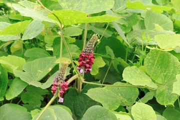 9月の葛の花と葛の種