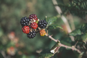 Fresh blackberry (Rubus fruticosus)