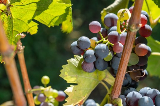 Grappoli d'uva nella vigna