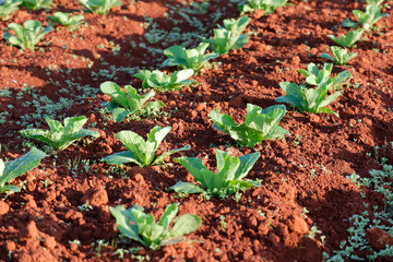 Young Napa cabbage on field