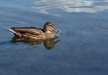 Wild female mallard duck