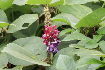 Obraz premium 9月の葛の花と葛の種