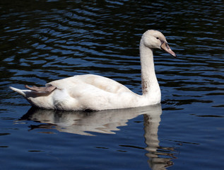 Young white swan