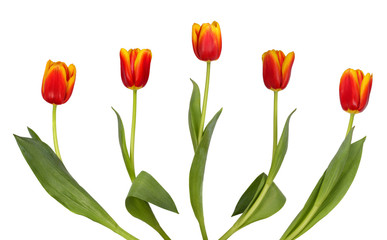 red tulips isolated on white background
