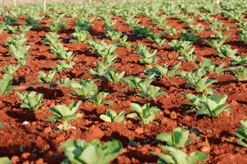 Obraz premium Young Napa cabbage on field