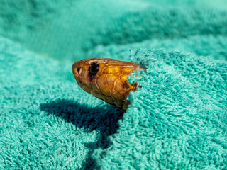 Fototapeta na wymiar Cape Cobra (Naja nivea) from South Africa