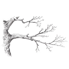 Tree branch. Hand drawn sketch style illustration of tree branch without leaves. Isolated on white background © Татьяна Петрова