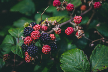 Fresh blackberry (Rubus fruticosus)