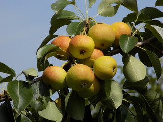 Sunny summer day. A garden where fruits grow naturally without chemicals and processing. Unusually beautiful ripe delicious pears on the branches of a fruit tree.