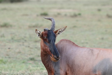 Naklejka na ściany i meble Topi missing a horn, Masai Mara National Park, Kenya.