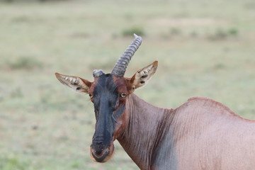 Topi missing a horn, Masai Mara National Park, Kenya.