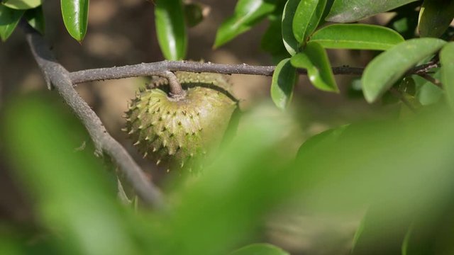 Soursop (Guanabana) fruit on a tree in South America