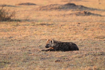 Spotted hyena cub (crocuta crocuta) in the savannah of the Masai Mara National Park, Kenya.