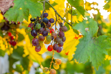 Grapes growing in southern Europe