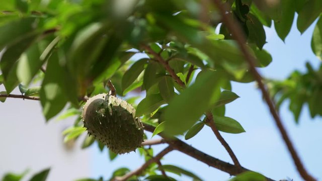 Soursop (Guanabana) fruit on a tree in South America