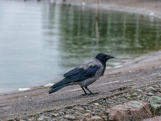 tranquility at sea, calm water, unspoiled horizon, waterweed, crow's pictures in the foreground
