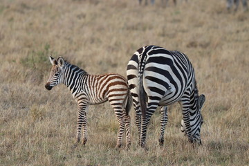 Zebra mom and her calf in the savannah, Masai Mara National Park, Kenya.