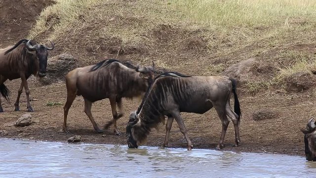 Wildebeest at a watering place. Masai Mara National Park. Kenya. Great Migration.