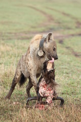 Spotted hyena (crocuta crocuta) with a GPS collar feeding on a wildebeest skull, Masai Mara National Park, Kenya.