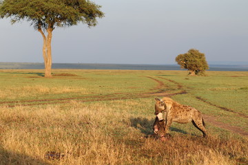 Spotted hyena (crocuta crocuta) with a GPS collar feeding on a wildebeest skull, Masai Mara National Park, Kenya.