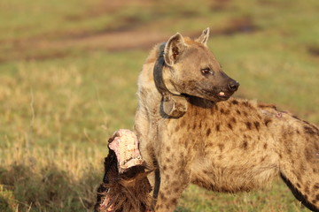 Spotted hyena (crocuta crocuta) with a GPS collar feeding on a wildebeest skull, Masai Mara National Park, Kenya.