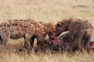 Group of spotted hyenas (crocuta crocuta) feeding on a wildebeest carcass in the Masai Mara National Park, Kenya.