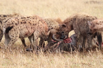 Group of spotted hyenas (crocuta crocuta) feeding on a wildebeest carcass in the Masai Mara National Park, Kenya.