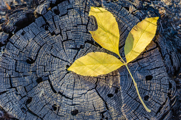 Three yellow leaves of ash on an old cracked dry stump. In the recess of one of the leaves lies a small nail. Beautiful abstraction-natural background with a double meaning. Selective focus. Close-up.