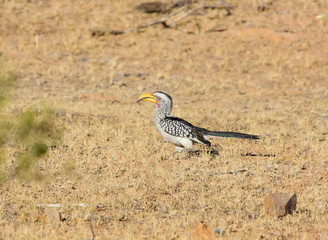Southern Yellow-billed Hornbill (Tockus leucomelas)