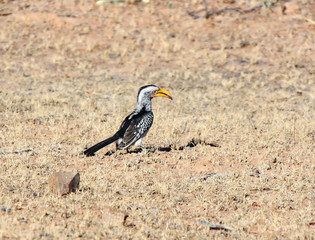 Southern Yellow-billed Hornbill (Tockus leucomelas)