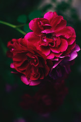 pink rose on black background