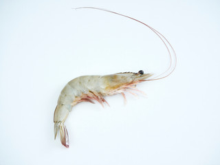 Fresh shrimp on white background