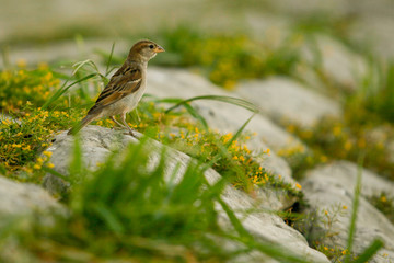 Juvenile Tree sparrow (Passer montanus) standing on a stone