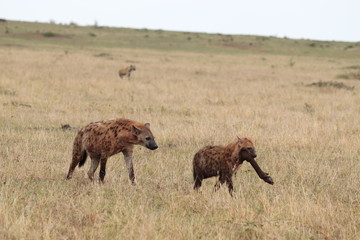 Fototapeta premium Spotted hyena cub (crocuta crocuta) carrying a wildebeest leg, Masai Mara National Park, Kenya.