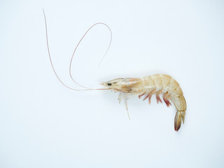 Fresh shrimp on white background