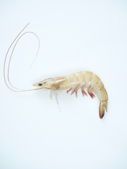 Fresh shrimp on white background