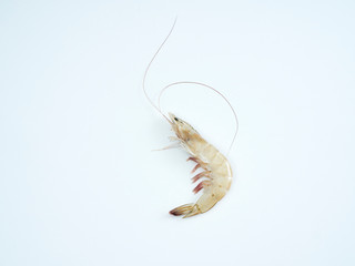 Fresh shrimp on white background