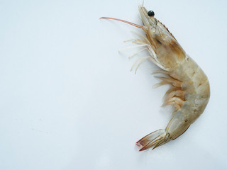 Fresh shrimp on white background