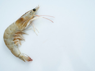 Fresh shrimp on white background