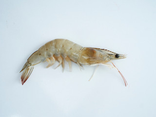 Fresh shrimp on white background