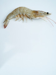 Fresh shrimp on white background
