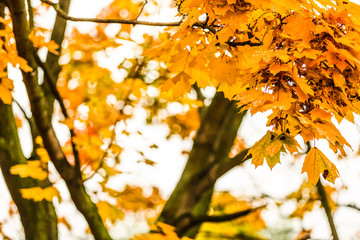 Naklejka na ściany i meble Colorful foliage in the autumn park
