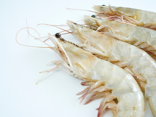 Fresh shrimp on white background