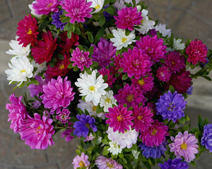 Flowers photo top purple, white pink, Callistephus chinensis.   