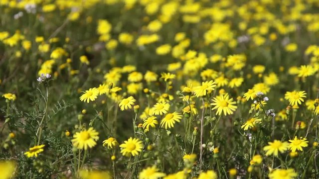Large field of bright yellow daisies in the wind