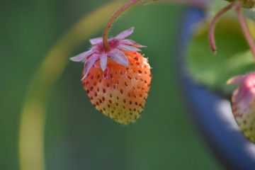 Unreife Erdbeeren im Topf
