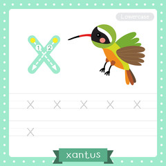 Letter X lowercase tracing practice worksheet. Flying Xantus Hummingbird