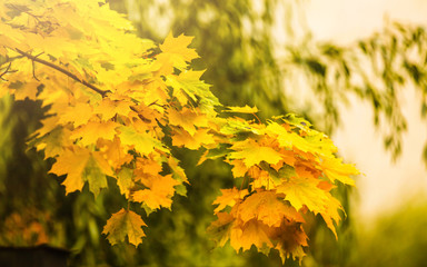 Fototapeta na wymiar Collection of beautiful colorful autumn leaves green yellow orange red
