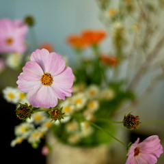 Obraz premium Bouquet of wild flowers. Pink delicate petals. macro. Simple lifestyle.