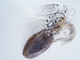 Fresh squid with black ink
